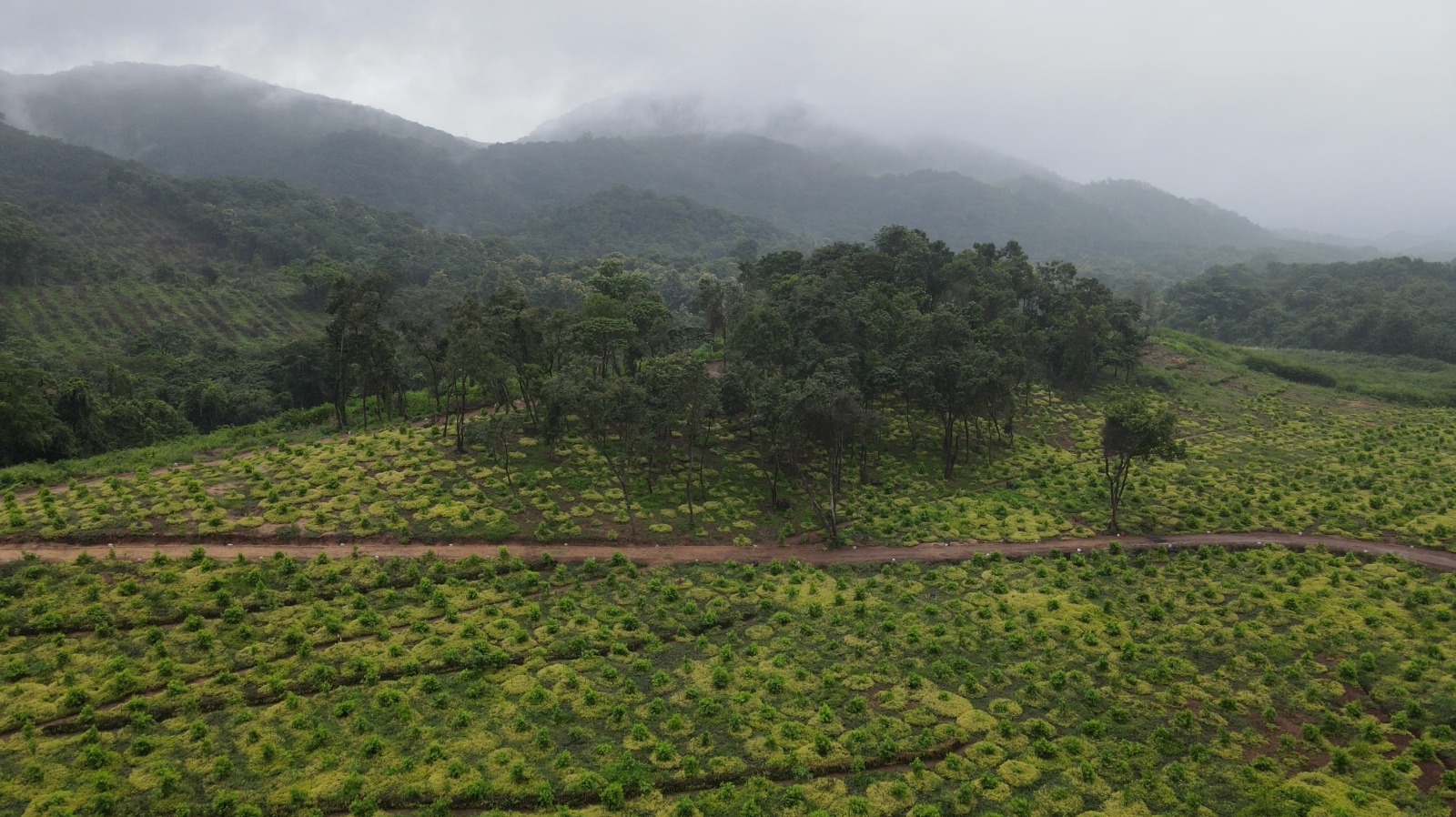 Hirujaya Plantations (Pvt) Ltd
